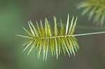 Strawcolored flatsedge