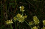 Strawcolored flatsedge