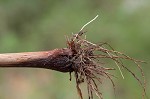 Strawcolored flatsedge