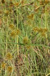 Strawcolored flatsedge