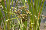 Green flatsedge