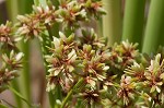 Green flatsedge