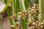 Green flatsedge