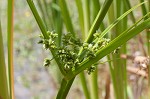 Green flatsedge