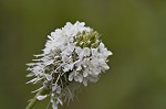 White prairie clover