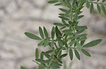 White prairie clover