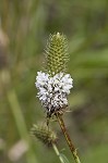 White prairie clover