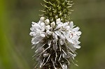 White prairie clover