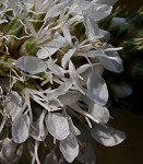White prairie clover