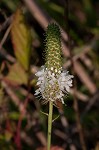 White prairie clover