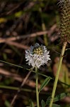 White prairie clover