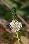 White prairie clover