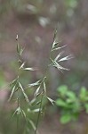 Downy danthonia