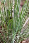 Downy danthonia