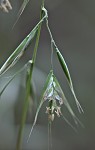 Downy danthonia