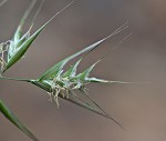 Downy danthonia