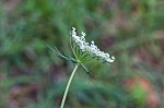 Queen Anne's lace