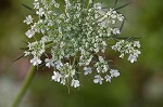 Queen Anne's lace