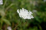 Queen Anne's lace