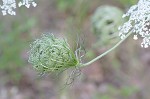 Queen Anne's lace