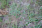 Queen Anne's lace