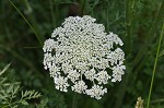 Queen Anne's lace