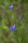 Carolina larkspur