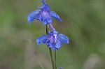 Carolina larkspur