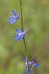 Carolina larkspur