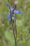 Carolina larkspur