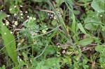 Carolina larkspur