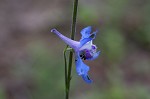 Carolina larkspur