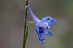 Carolina larkspur