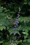 Tall larkspur