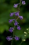 Tall larkspur