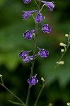 Tall larkspur