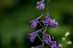 Tall larkspur