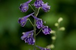 Tall larkspur