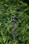 Tall larkspur