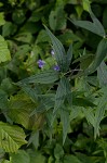 Tall larkspur