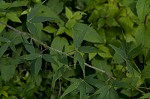 Tall larkspur