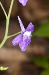 Dwarfe larkspur