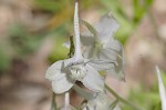 Dwarfe larkspur