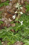 Dwarfe larkspur