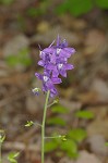 Dwarfe larkspur