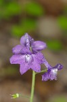 Dwarfe larkspur