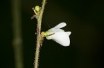 Pointedleaf ticktrefoil