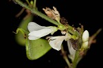 Pointedleaf ticktrefoil