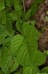 Pointedleaf ticktrefoil