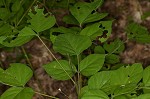 Pointedleaf ticktrefoil